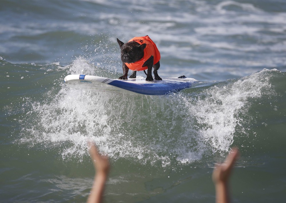 Соревнование собак-сёрфингистов «Surf City Surf Dog» - фоторепортаж - 10