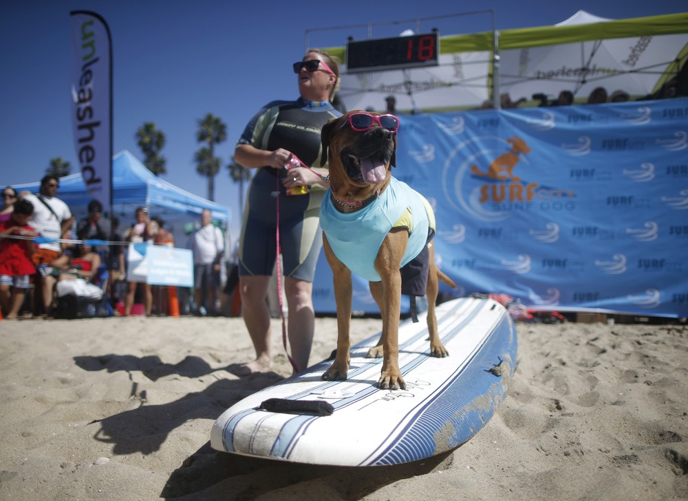 Соревнование собак-сёрфингистов «Surf City Surf Dog» - фоторепортаж - 11