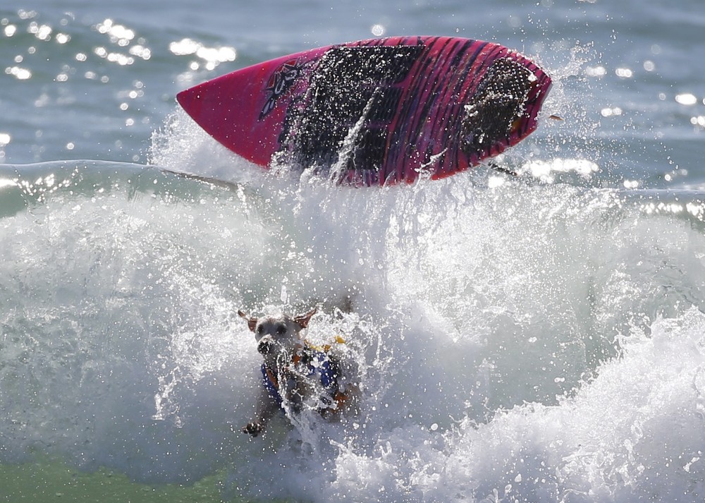 Соревнование собак-сёрфингистов «Surf City Surf Dog» - фоторепортаж - 12
