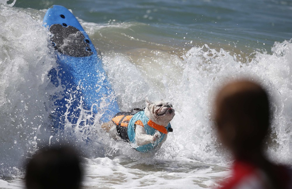 Соревнование собак-сёрфингистов «Surf City Surf Dog» - фоторепортаж - 14
