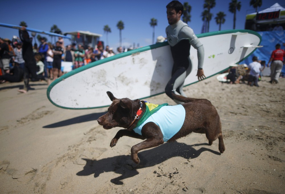Соревнование собак-сёрфингистов «Surf City Surf Dog» - фоторепортаж - 15