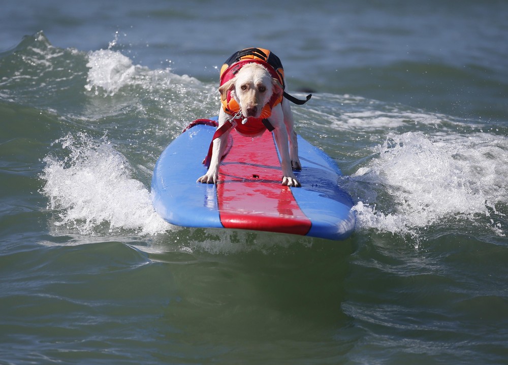 Соревнование собак-сёрфингистов «Surf City Surf Dog» - фоторепортаж - 16