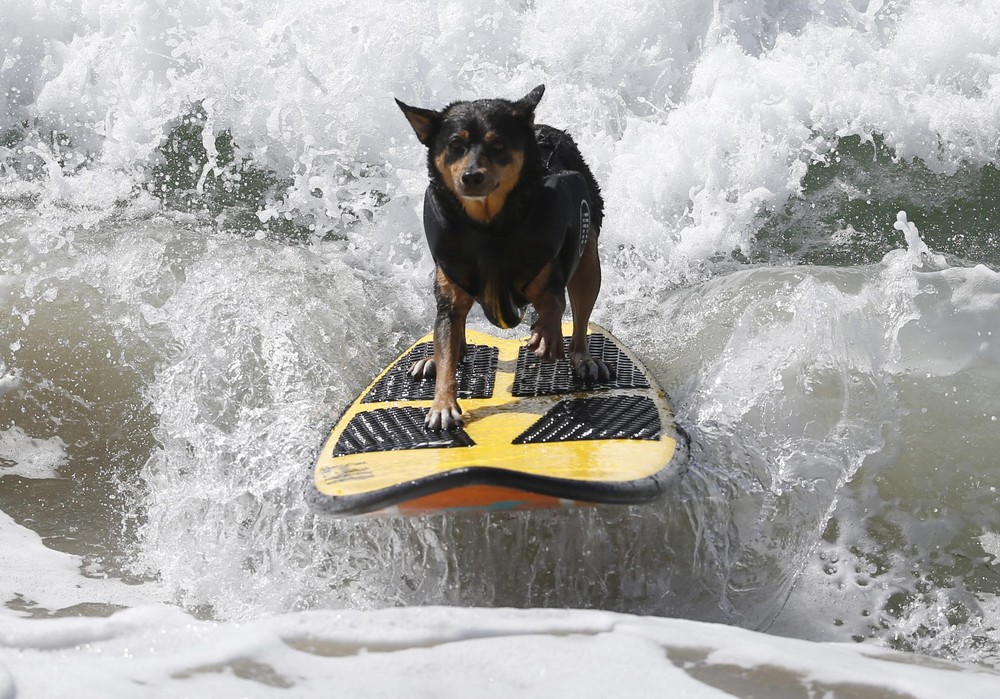 Соревнование собак-сёрфингистов «Surf City Surf Dog» - фоторепортаж - 18