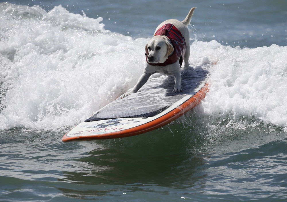 Соревнование собак-сёрфингистов «Surf City Surf Dog» - фоторепортаж - 19