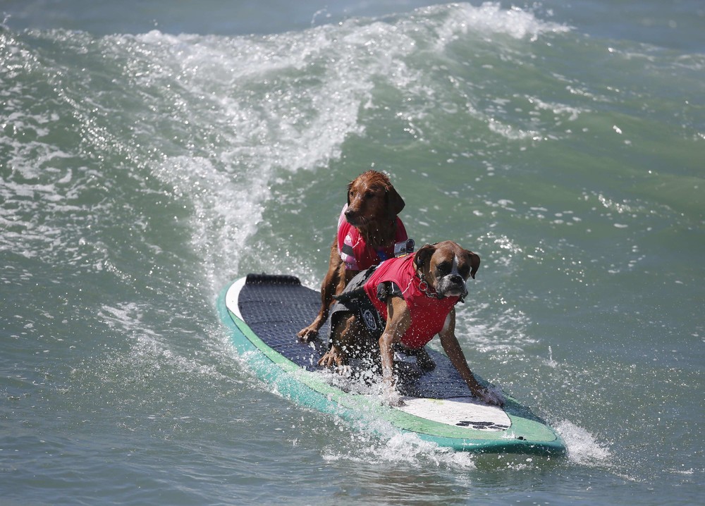 Соревнование собак-сёрфингистов «Surf City Surf Dog» - фоторепортаж - 20