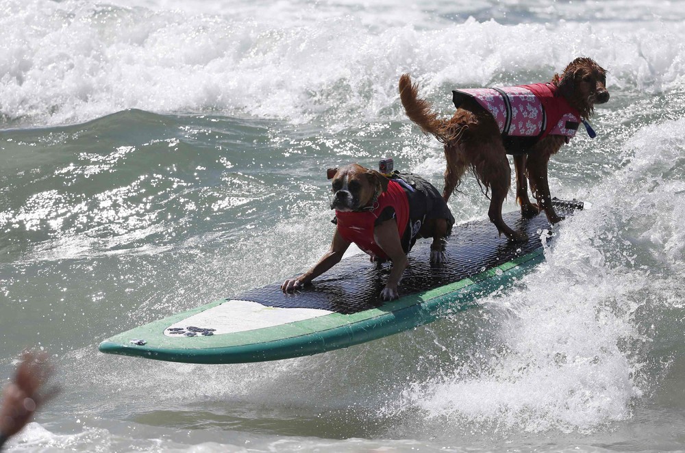 Соревнование собак-сёрфингистов «Surf City Surf Dog» - фоторепортаж - 22