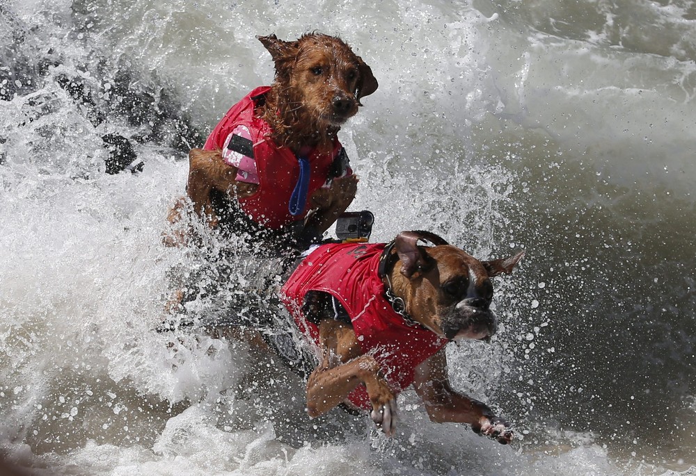 Соревнование собак-сёрфингистов «Surf City Surf Dog» - фоторепортаж - 23