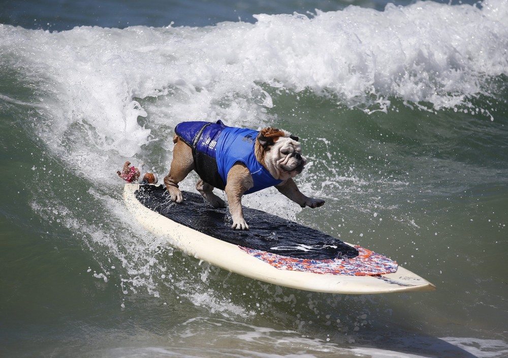 Соревнование собак-сёрфингистов «Surf City Surf Dog» - фоторепортаж - 24