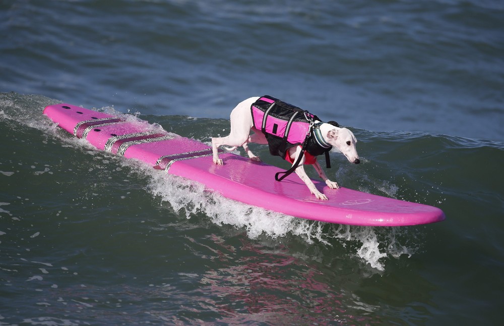 Соревнование собак-сёрфингистов «Surf City Surf Dog» - фоторепортаж - 25