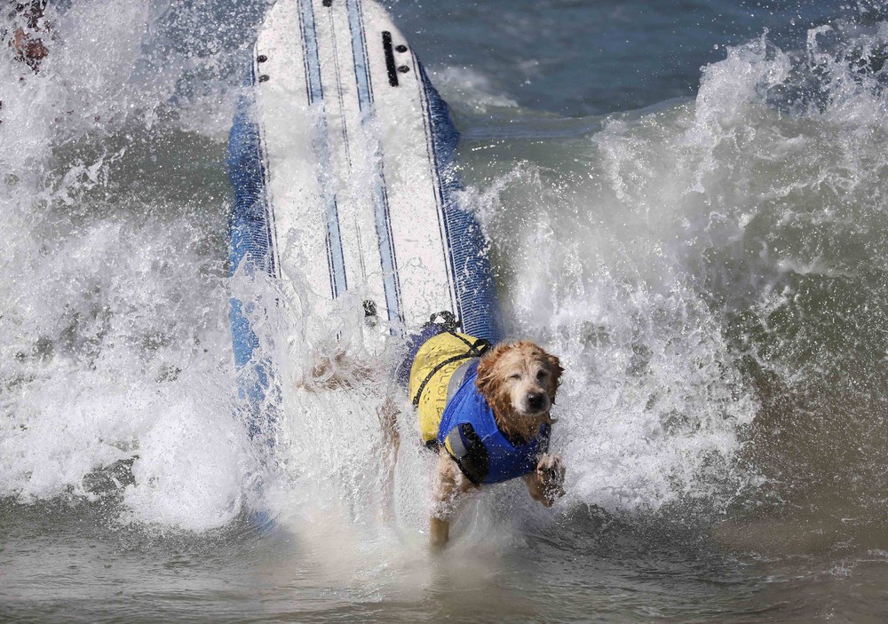 Соревнование собак-сёрфингистов «Surf City Surf Dog» - фоторепортаж - 27