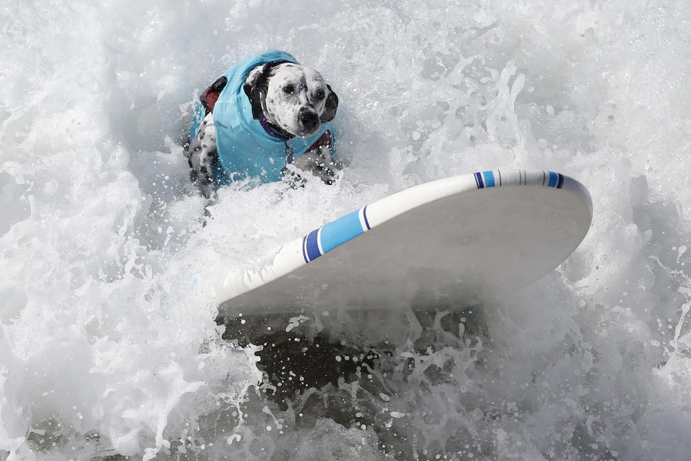 Соревнование собак-сёрфингистов «Surf City Surf Dog» - фоторепортаж - 28