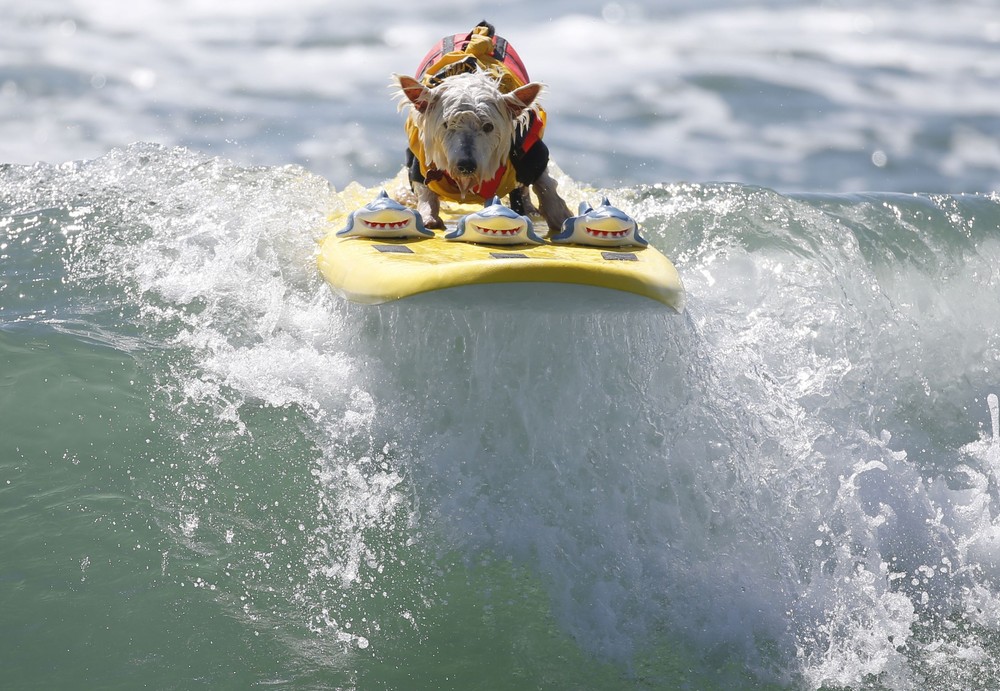 Соревнование собак-сёрфингистов «Surf City Surf Dog» - фоторепортаж - 29