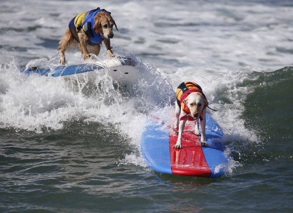 Соревнование собак-сёрфингистов «Surf City Surf Dog» - фоторепортаж - 4