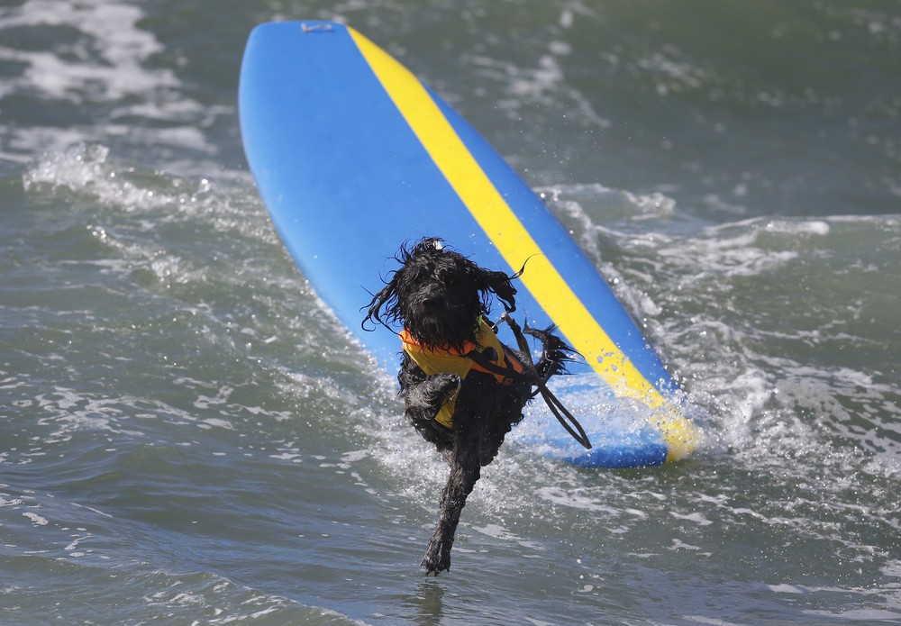 Соревнование собак-сёрфингистов «Surf City Surf Dog» - фоторепортаж - 6