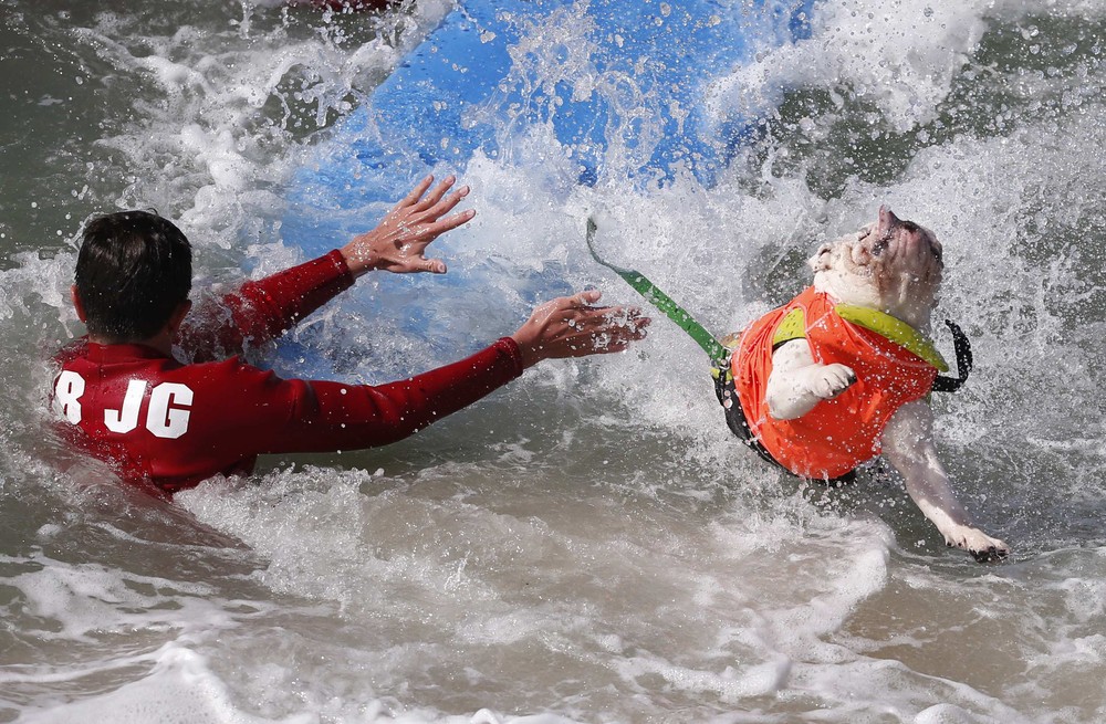 Соревнование собак-сёрфингистов «Surf City Surf Dog» - фоторепортаж - 7