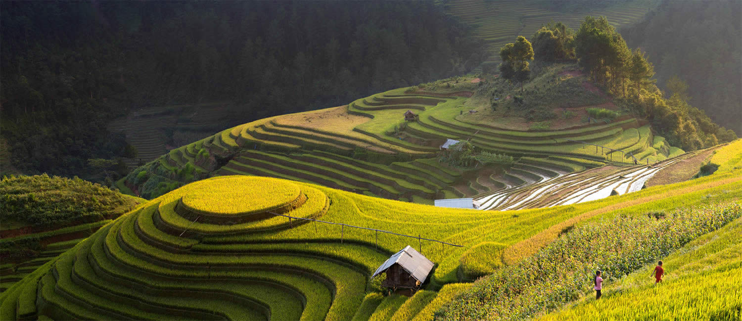 Великолепные рисовые террасы Вьетнама 2