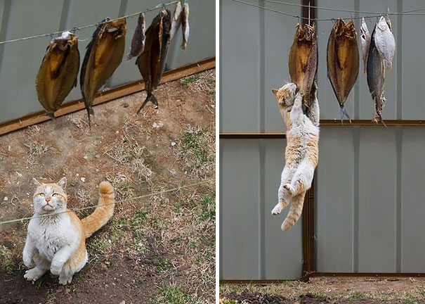 Коты, которых поймали на горячем - 45 отчаянных фотографий - 3
