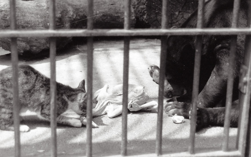 Коты, которых поймали на горячем - 45 отчаянных фотографий - 38
