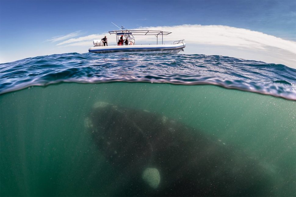 34 невероятные фотографии о том, что скрывается под водой - 1