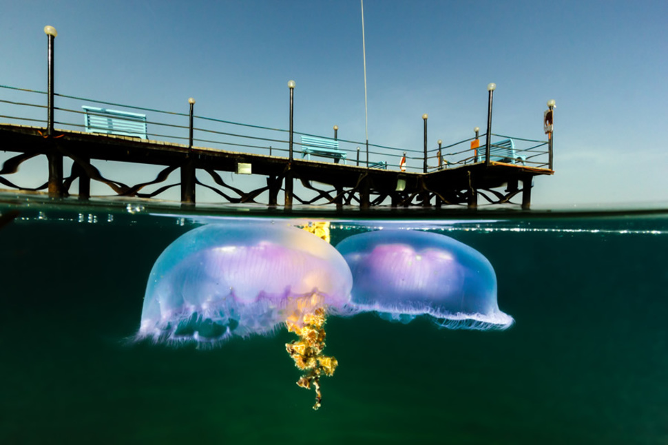 34 невероятные фотографии о том, что скрывается под водой - 10