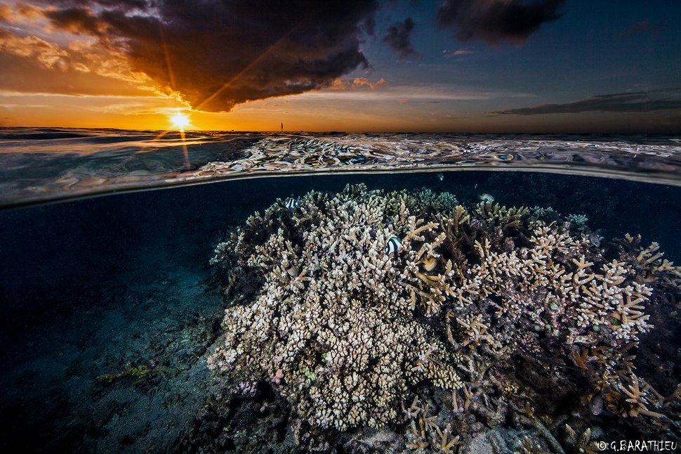 34 невероятные фотографии о том, что скрывается под водой - 19