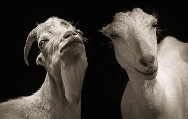 Драматические чёрно-белые студийные портреты коз и овец - 1
