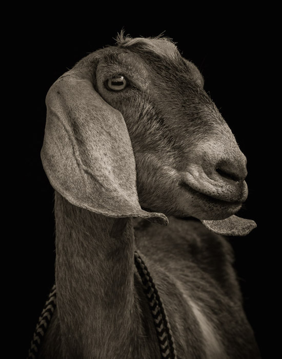 Драматические чёрно-белые студийные портреты коз и овец - 10