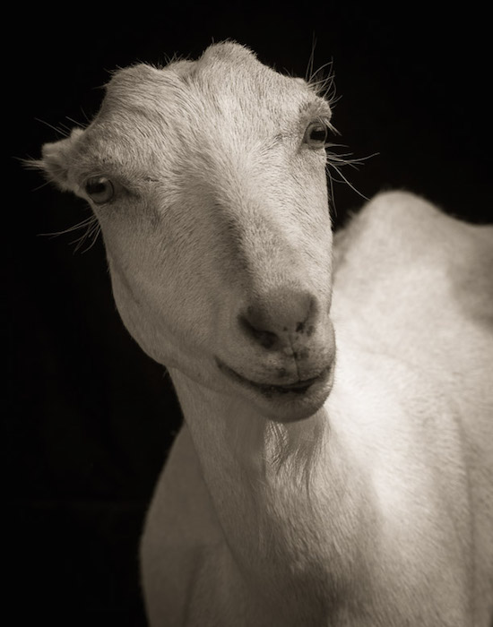 Драматические чёрно-белые студийные портреты коз и овец - 11