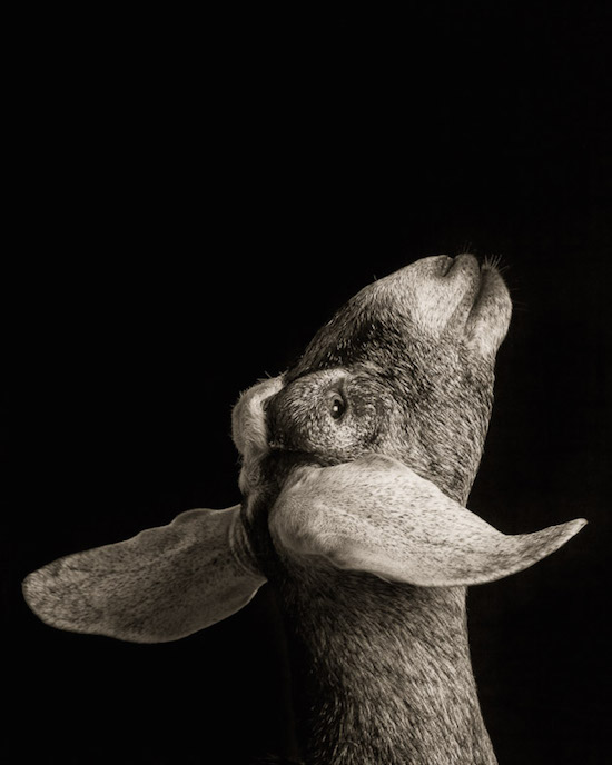 Драматические чёрно-белые студийные портреты коз и овец - 13