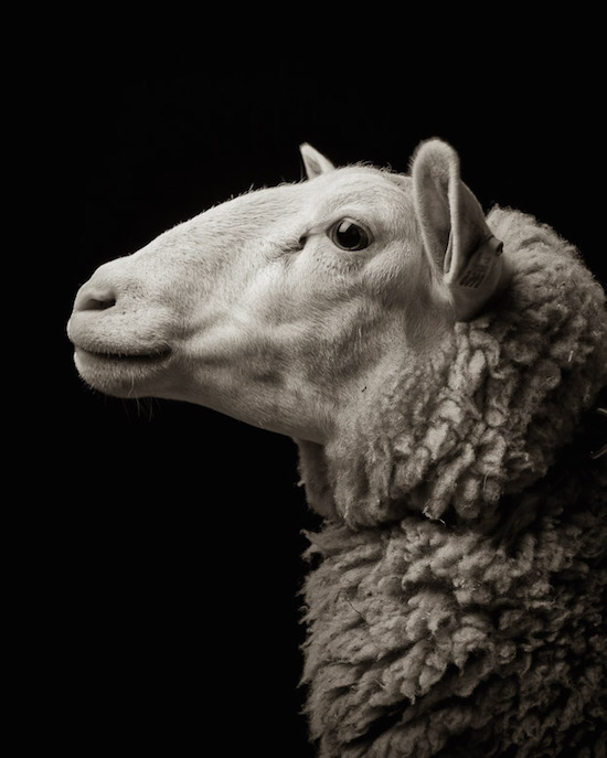 Драматические чёрно-белые студийные портреты коз и овец - 14