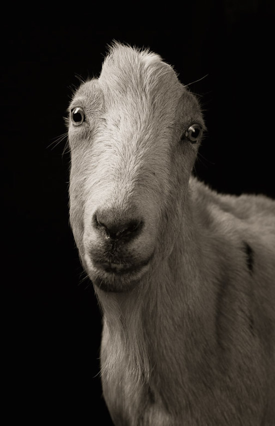 Драматические чёрно-белые студийные портреты коз и овец - 17