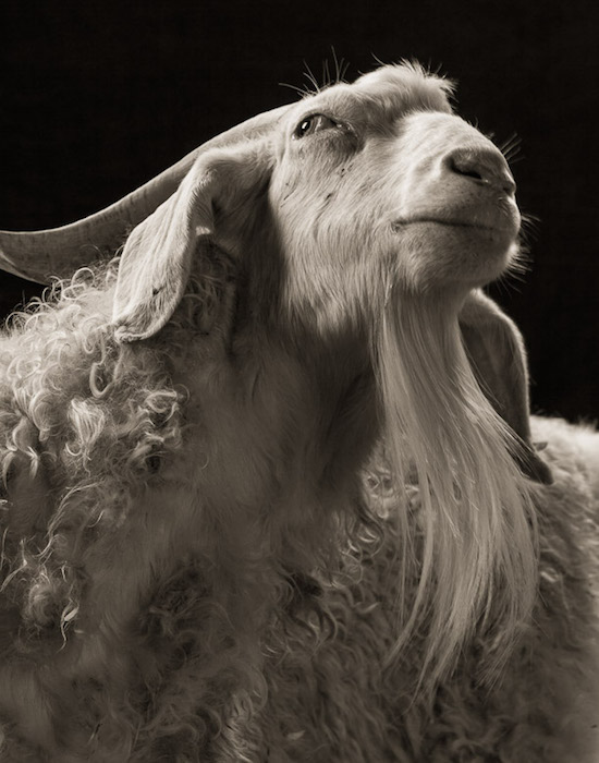 Драматические чёрно-белые студийные портреты коз и овец - 18