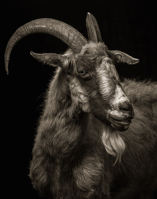 Драматические чёрно-белые студийные портреты коз и овец - 3
