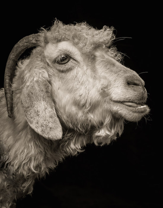 Драматические чёрно-белые студийные портреты коз и овец - 6