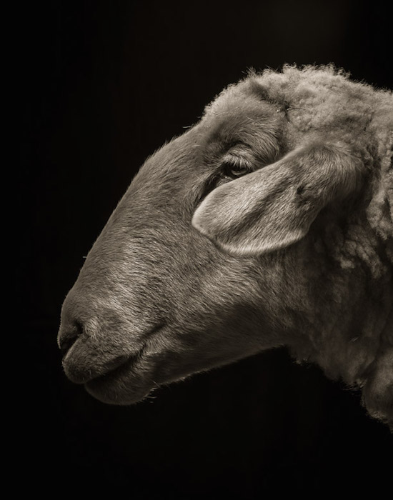 Драматические чёрно-белые студийные портреты коз и овец - 7