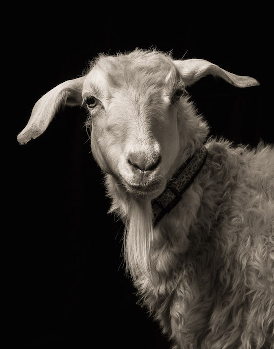 Драматические чёрно-белые студийные портреты коз и овец - 8
