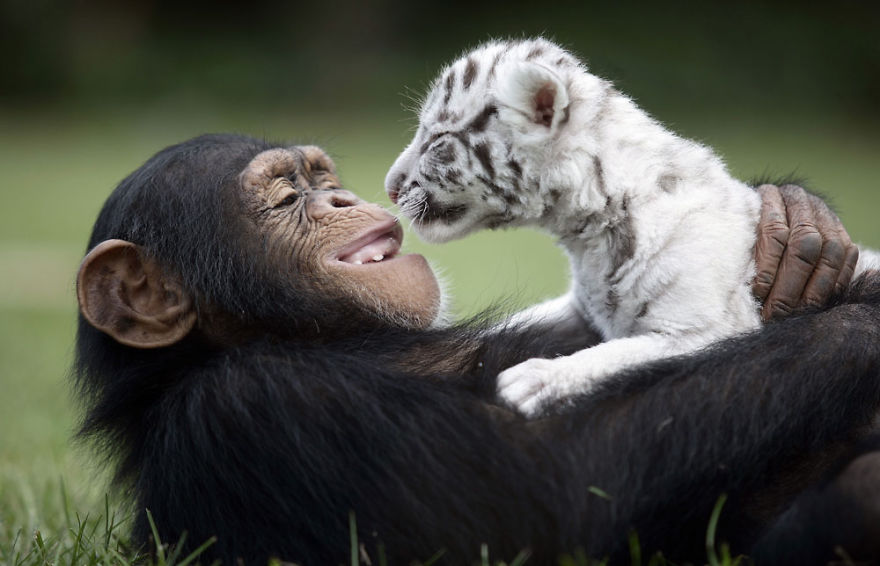 Шимпанзе Анджана и тигрята 11