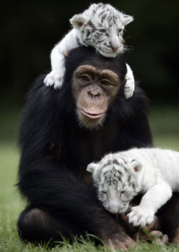 Шимпанзе Анджана и тигрята 12