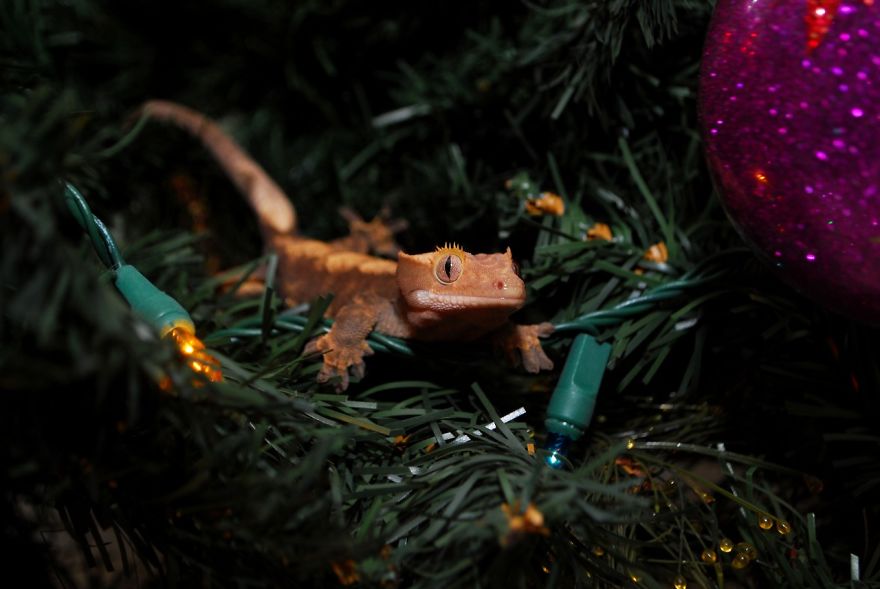 Хохлатый геккон исследует новогоднюю ёлку