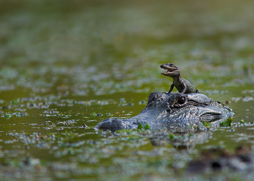 Мама катает крокодильчика