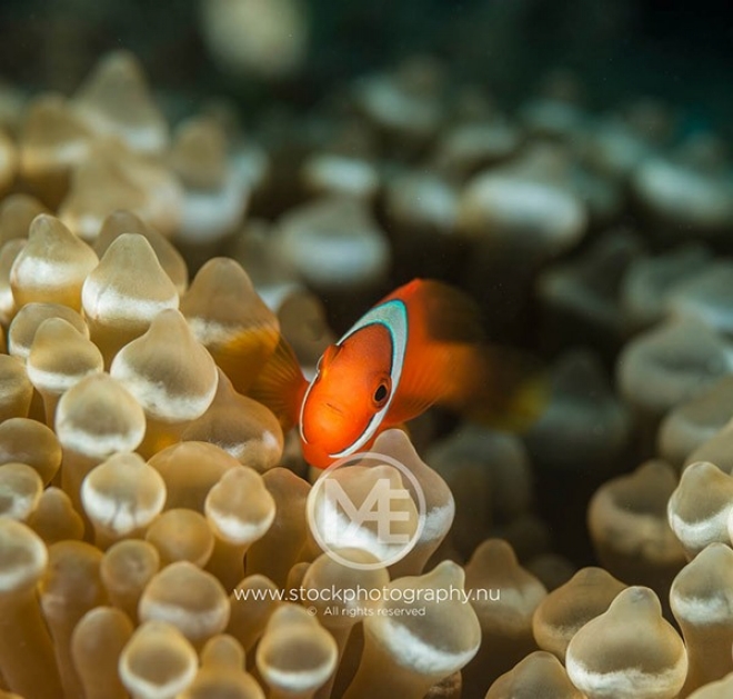 Захватывающая жизнь морских обитателей в подводных фотографиях