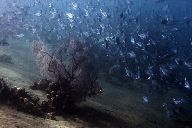 Захватывающая жизнь морских обитателей в подводных фотографиях