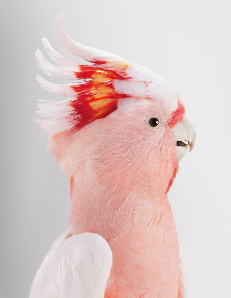 Розовый Какаду птица