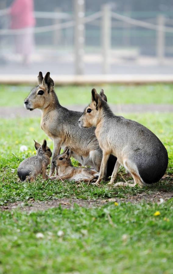 Семейство патагонских зайцев (мара)