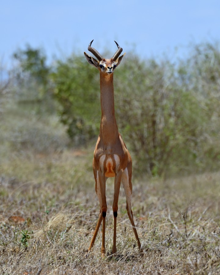 Геренук, жирафовая газель или газель Уоллера
