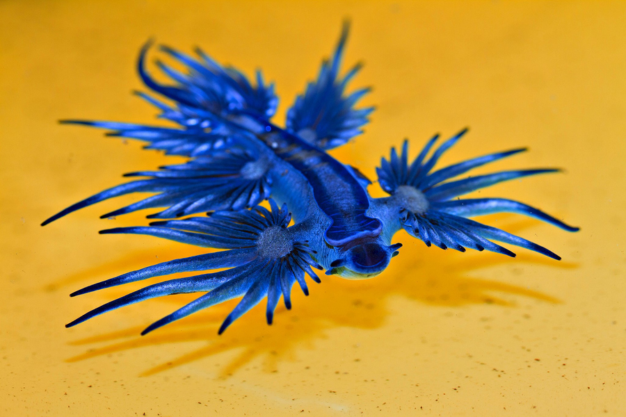 Голубой (синий) дракон или морской слизняк