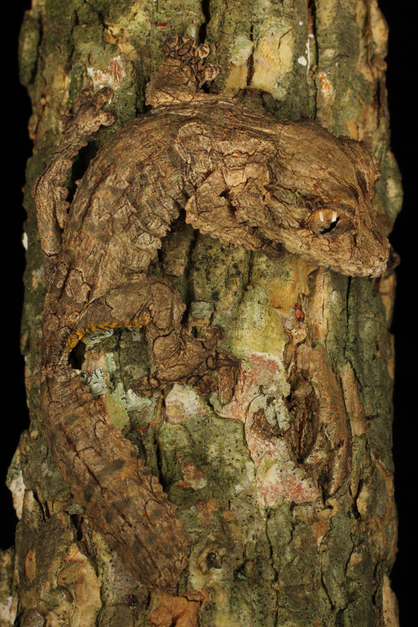 Сатанинский листохвостый геккон на острове Мадагаскар