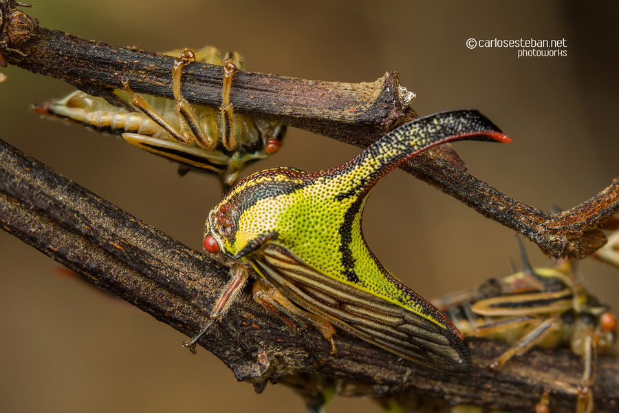 Жук-колючка, умбония толсторогая (Umbonia crassicornis)