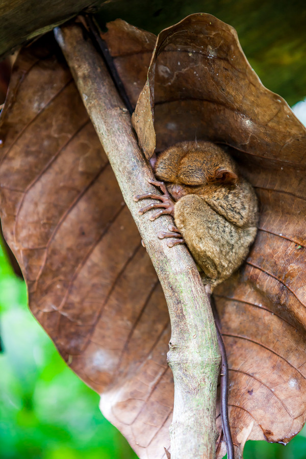 Филиппинский лемур-долгопят (tarsier)