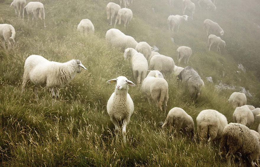 Колоритные пейзажи с овцами - 25 фото-52